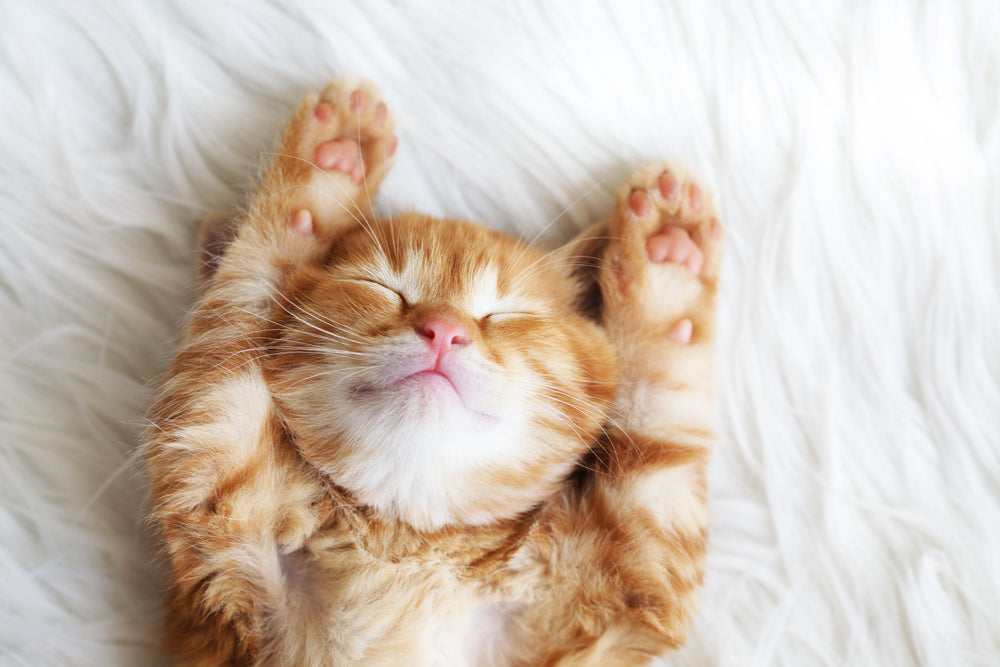 OUR CAT LONGEVITY PROTOCOL