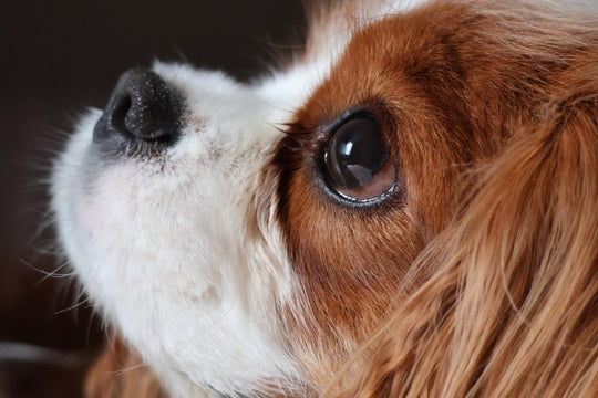 THE FOUNDATION LONGEVITY PROTOCOL